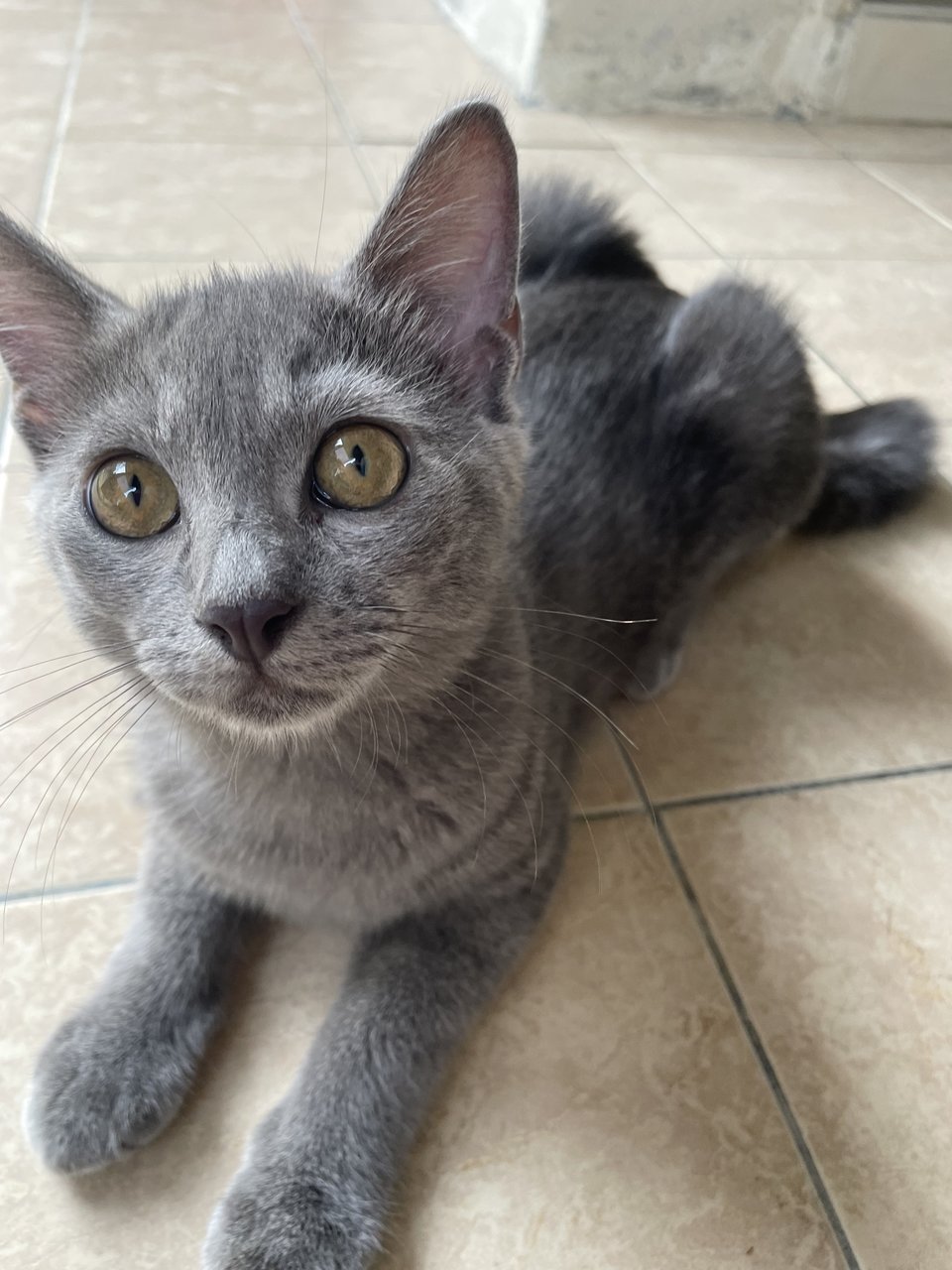 Comel - Domestic Short Hair Cat