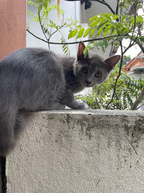 Comel - Domestic Short Hair Cat