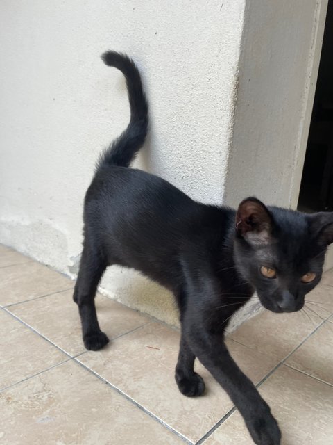 Manja - Domestic Short Hair Cat