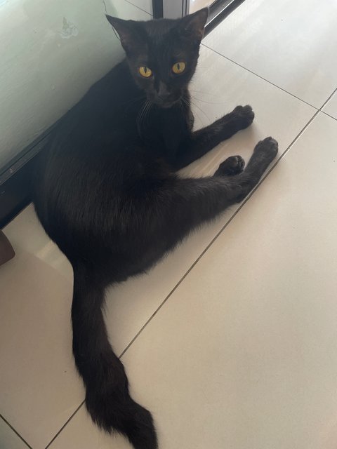 Kupi - Domestic Short Hair Cat