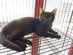 2 Male Black Kittens - Domestic Short Hair Cat