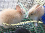 Mix Anggora Rabbits - Angora Rabbit Rabbit