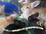 Mix Anggora Rabbits - Angora Rabbit Rabbit