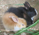 Mix Anggora Rabbits - Angora Rabbit Rabbit