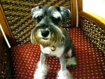 Gigi - Schnauzer Dog