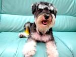 Gigi - Schnauzer Dog