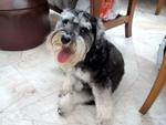 Gigi - Schnauzer Dog