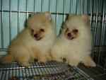 Small Size Pommie - Pomeranian Dog