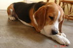 Brudo - Beagle Dog