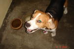 Brudo - Beagle Dog