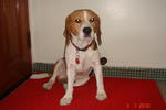 Brudo - Beagle Dog