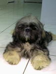 Switky - Shih Tzu Dog