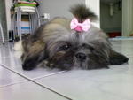 Switky - Shih Tzu Dog