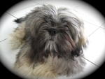 Switky - Shih Tzu Dog