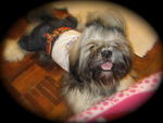 Switky - Shih Tzu Dog