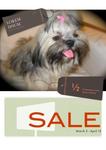 Switky - Shih Tzu Dog