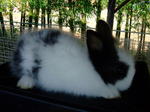 Angora Rabbits - Angora Rabbit Rabbit