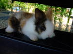 Angora Rabbits - Angora Rabbit Rabbit