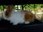 Angora Rabbits - Angora Rabbit Rabbit