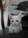 Comot The White Cat - Domestic Medium Hair Cat