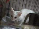 Comot The White Cat - Domestic Medium Hair Cat