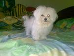 D D Y - Maltese Dog