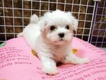 Toy Poodle, Schnauzer, Maltese - Maltese + Poodle Dog