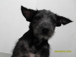 Terry - Terrier Mix Dog