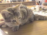 Bella - Tabby Cat