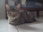 Bella - Tabby Cat