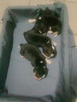 Mini Beagle Puppies Mka - Beagle Dog