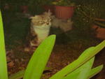 Bubble - Maine Coon Cat