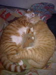 Left: BamBam, right Orange. Pardon the messy bed.