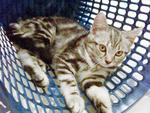 Gaby - American Shorthair Cat