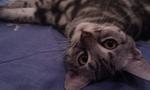 Gaby - American Shorthair Cat