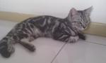 Gaby - American Shorthair Cat