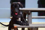 Pure Black Great Dane Puppies - Great Dane Dog