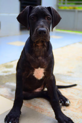 Pure Black Great Dane Puppies - Great Dane Dog