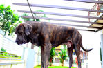 fila brasileiro