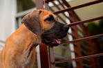 Pure Black Great Dane Puppies - Great Dane Dog