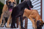 Pure Black Great Dane Puppies - Great Dane Dog