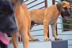 Pure Black Great Dane Puppies - Great Dane Dog