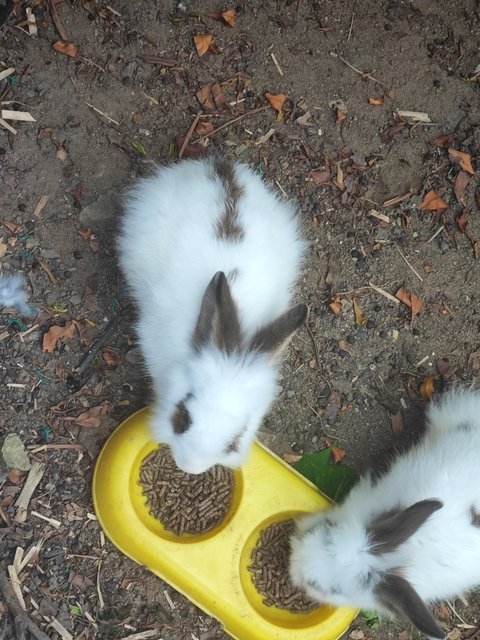 Baby Yami - American + American Fuzzy Lop Rabbit