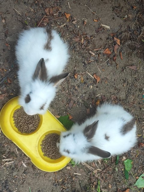 Baby Yami - American + American Fuzzy Lop Rabbit