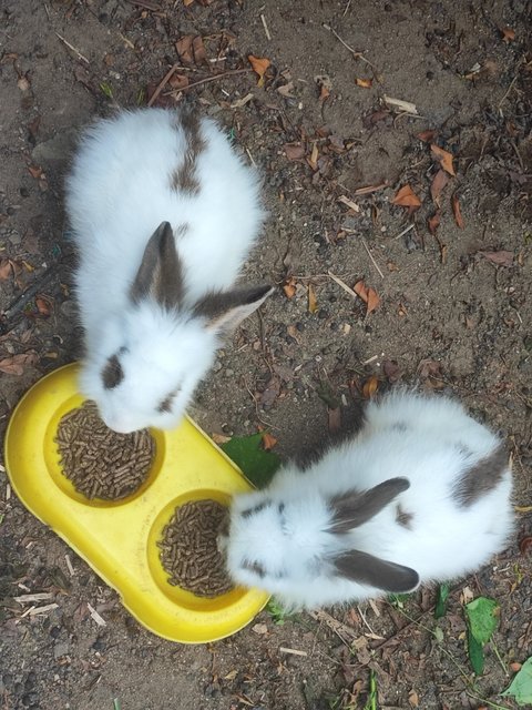 Baby Yami - American + American Fuzzy Lop Rabbit