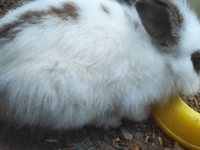 Baby Yami - American + American Fuzzy Lop Rabbit