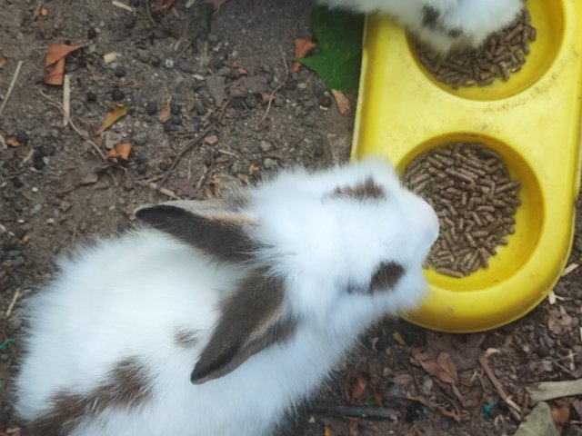 Baby Yami - American + American Fuzzy Lop Rabbit