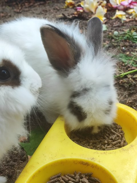 Baby Yami - American + American Fuzzy Lop Rabbit