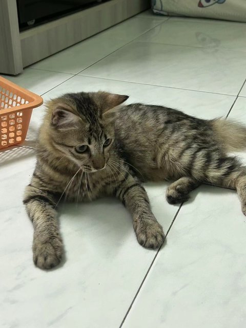 粘人虎斑 - Domestic Medium Hair Cat