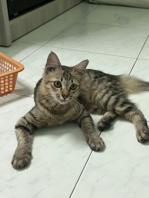 粘人虎斑 - Domestic Medium Hair Cat